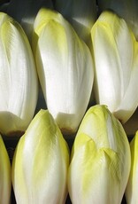 Hollands Middelvroeg