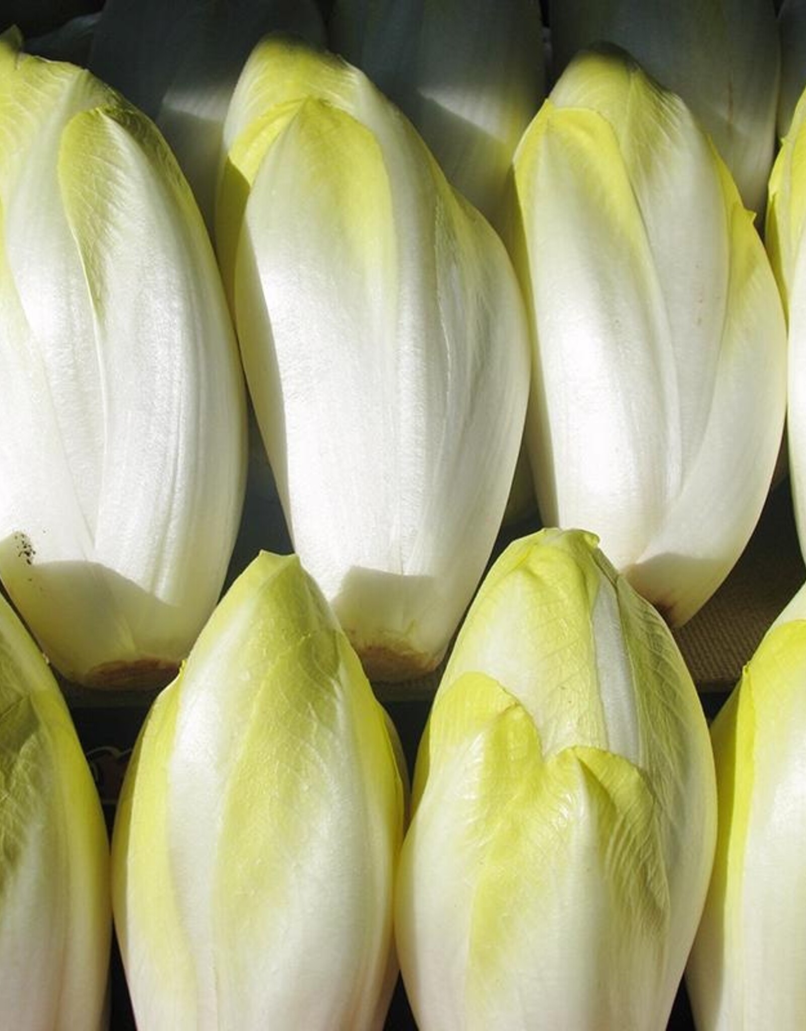 Hollands Middelvroeg