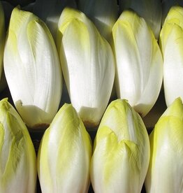 Hollands Middelvroeg