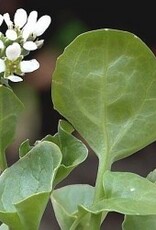 Diverse bladgroenten Lepelblad