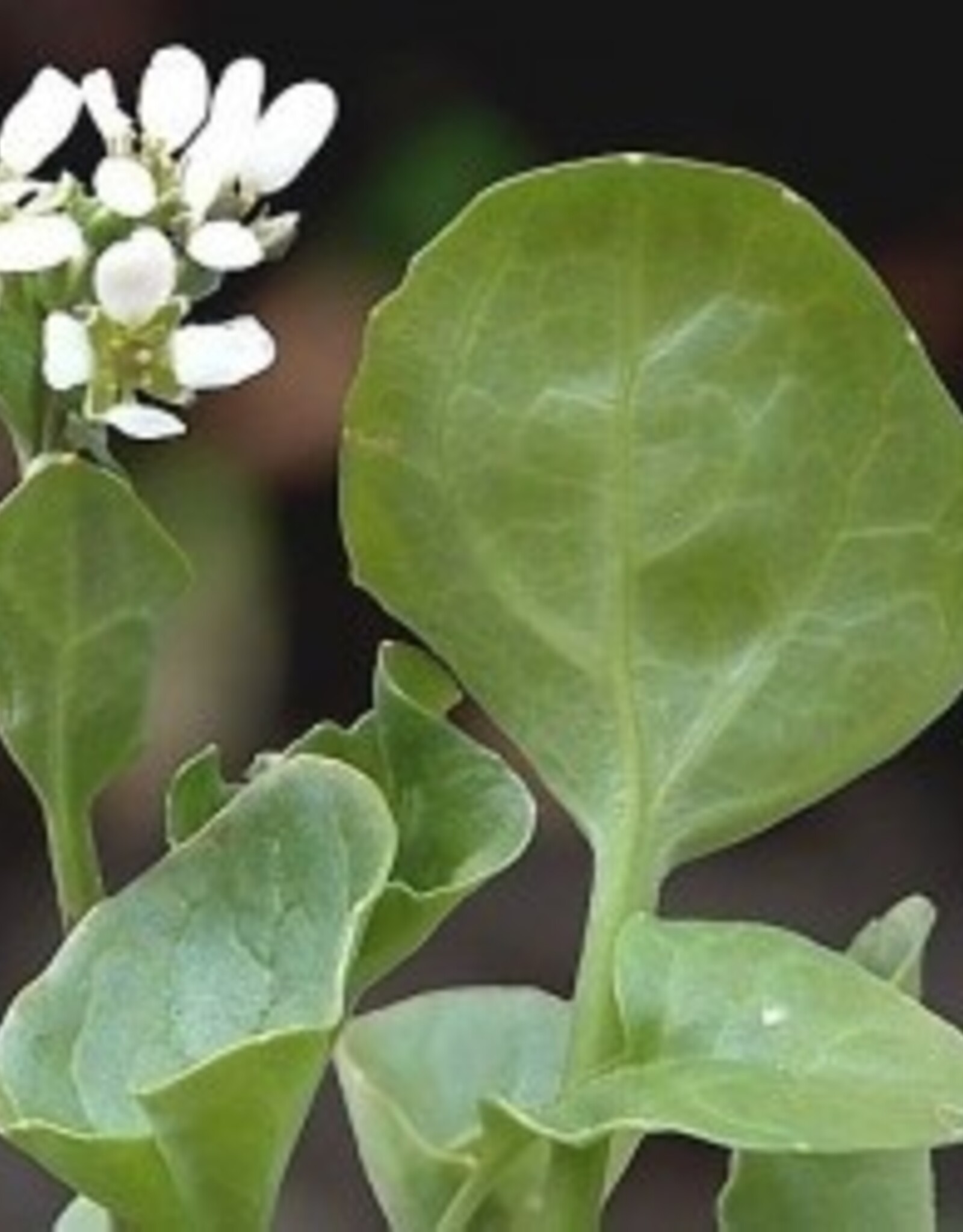 Diverse bladgroenten Lepelblad