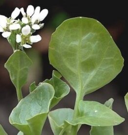 Diverse bladgroenten Lepelblad
