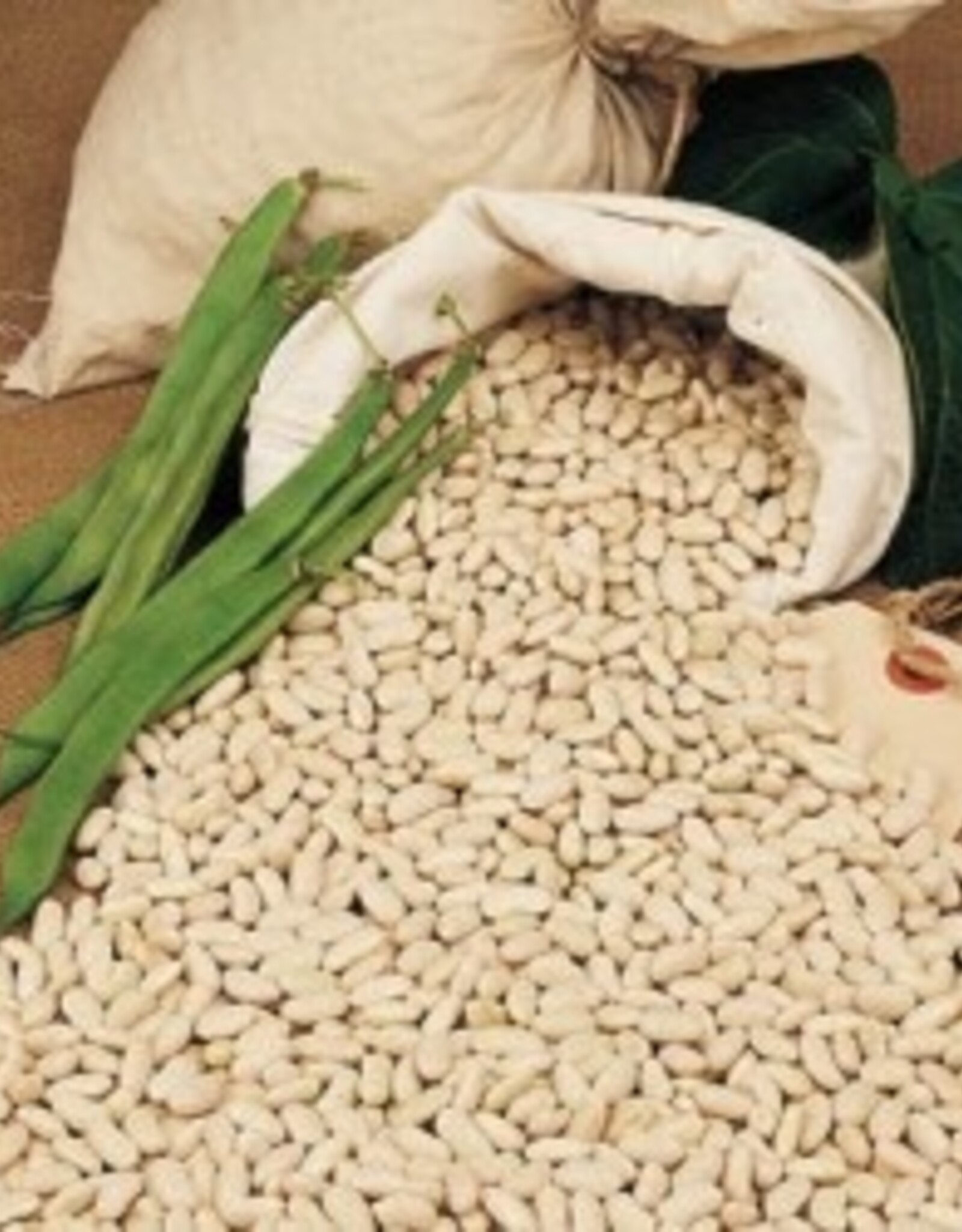 Krombek witte boon  (stamboon)