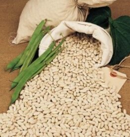 Krombek witte boon (stamboon)