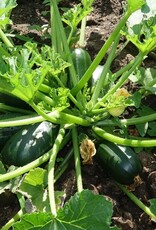 Courgette Dikkertje Dap