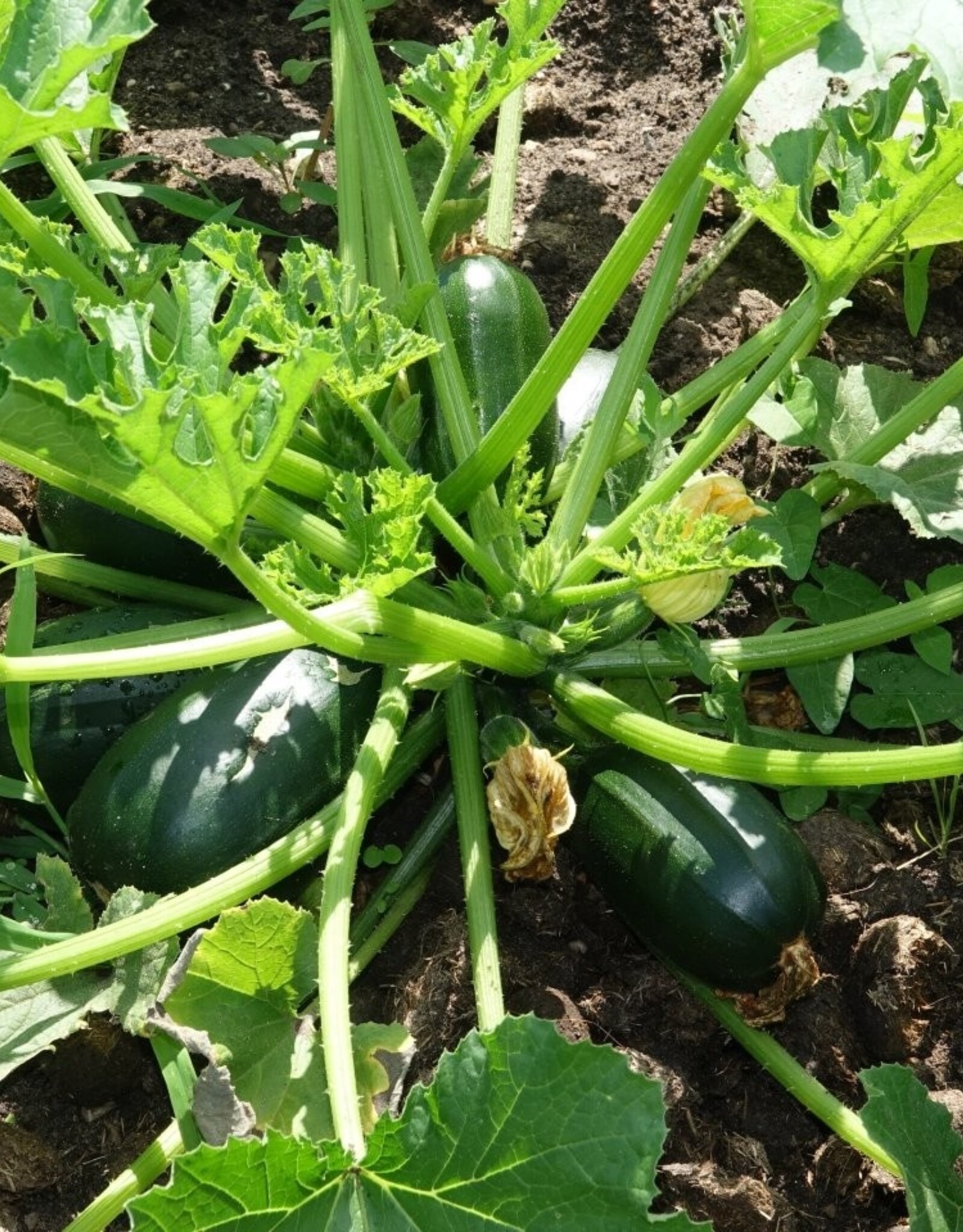 Courgette Dikkertje Dap