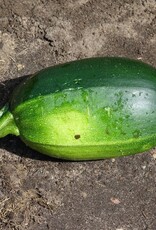 Courgette Dikkertje Dap