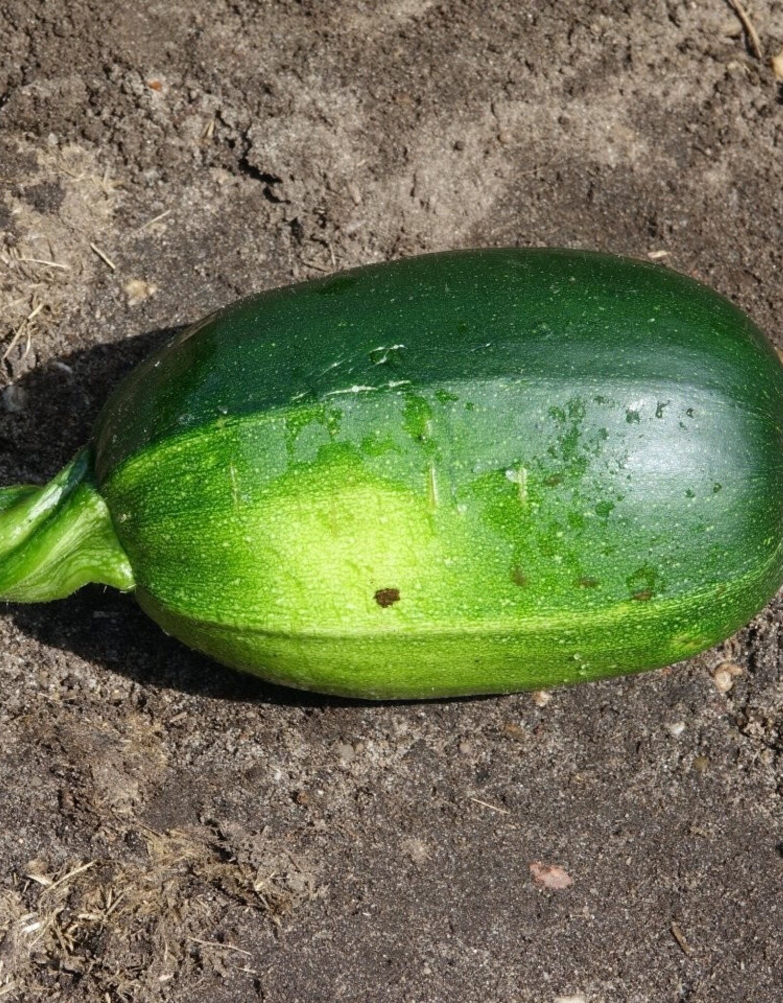 Courgette Dikkertje Dap