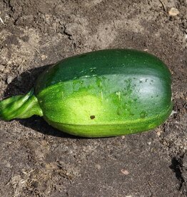 Courgette Dikkertje Dap