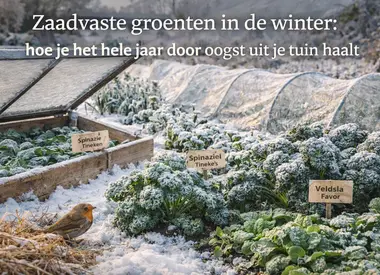 Zaadvaste groenten in de winter: hoe je het hele jaar door oogst uit je tuin haalt