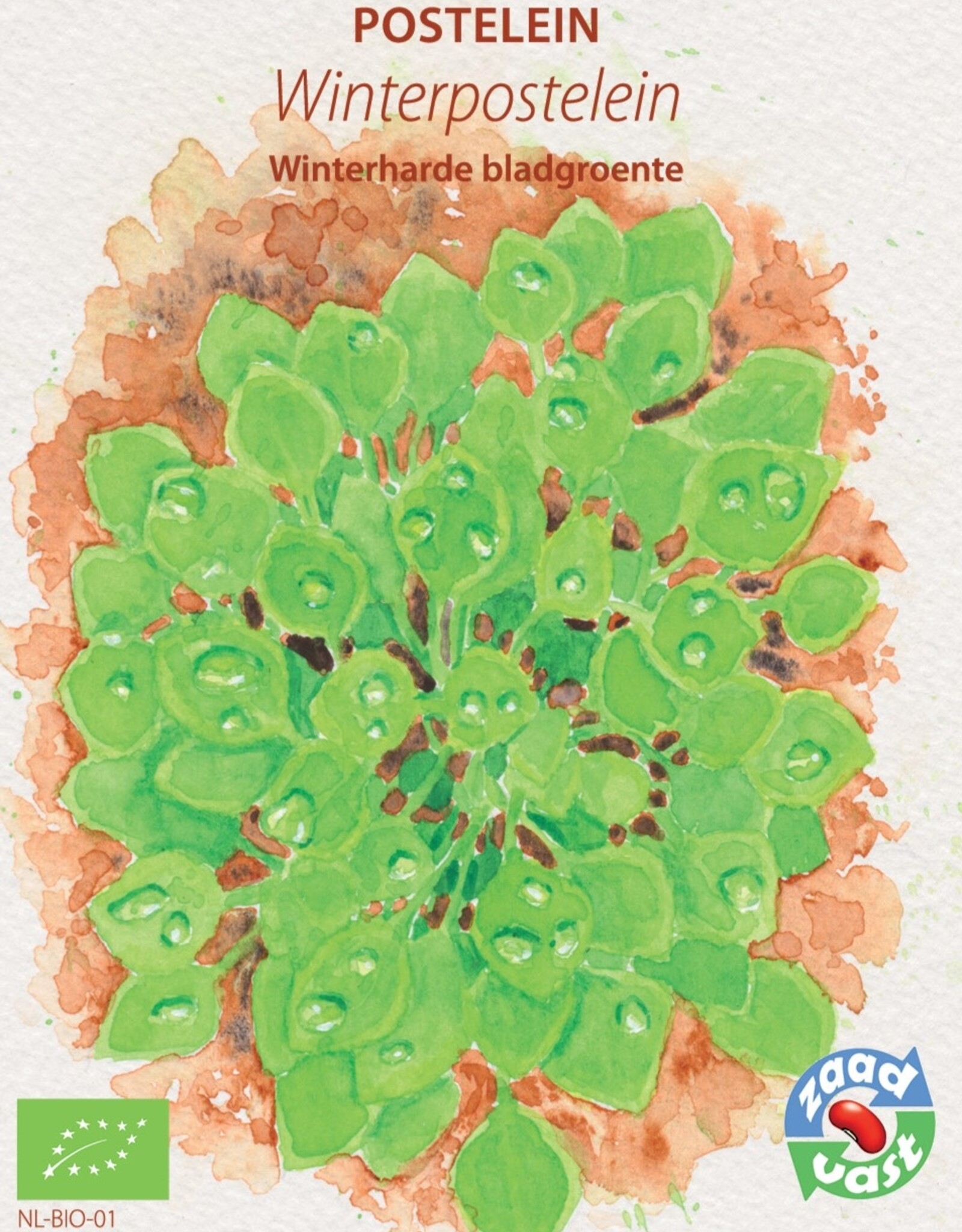 Diverse bladgroenten Winterpostelein