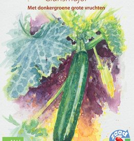 Courgette Glansmajor