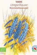 Graan Utregse Blauwe