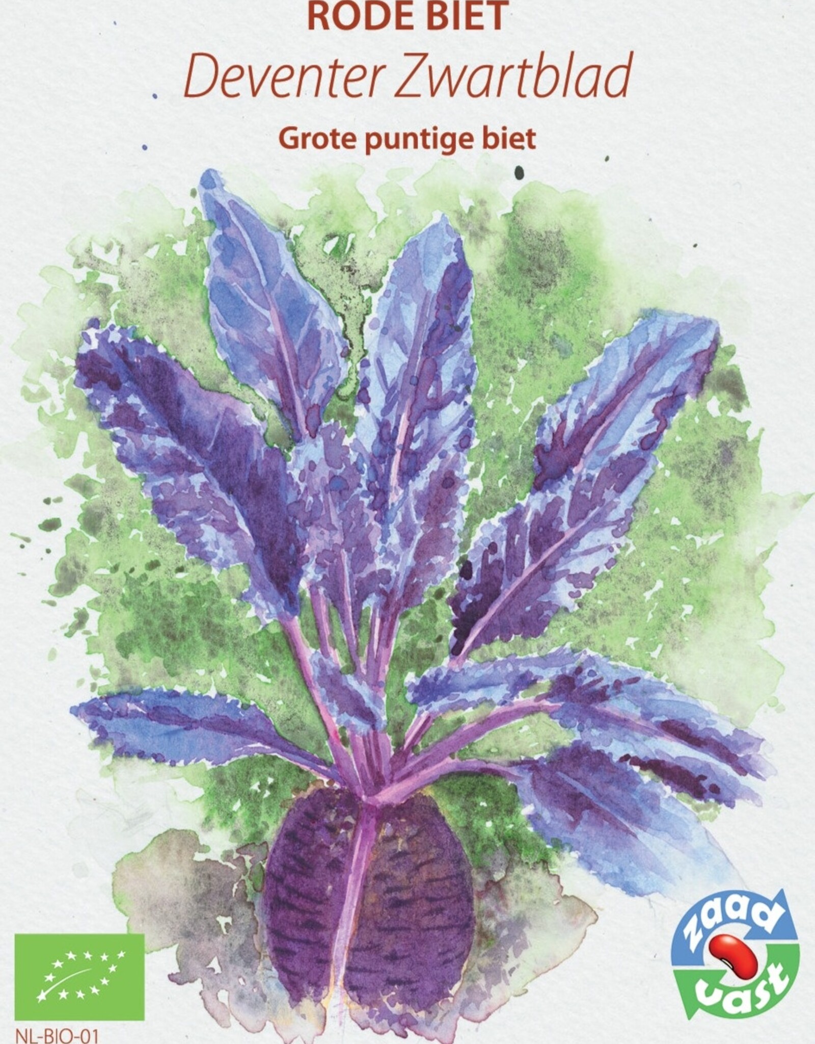 Rode Biet Deventer Zwartblad