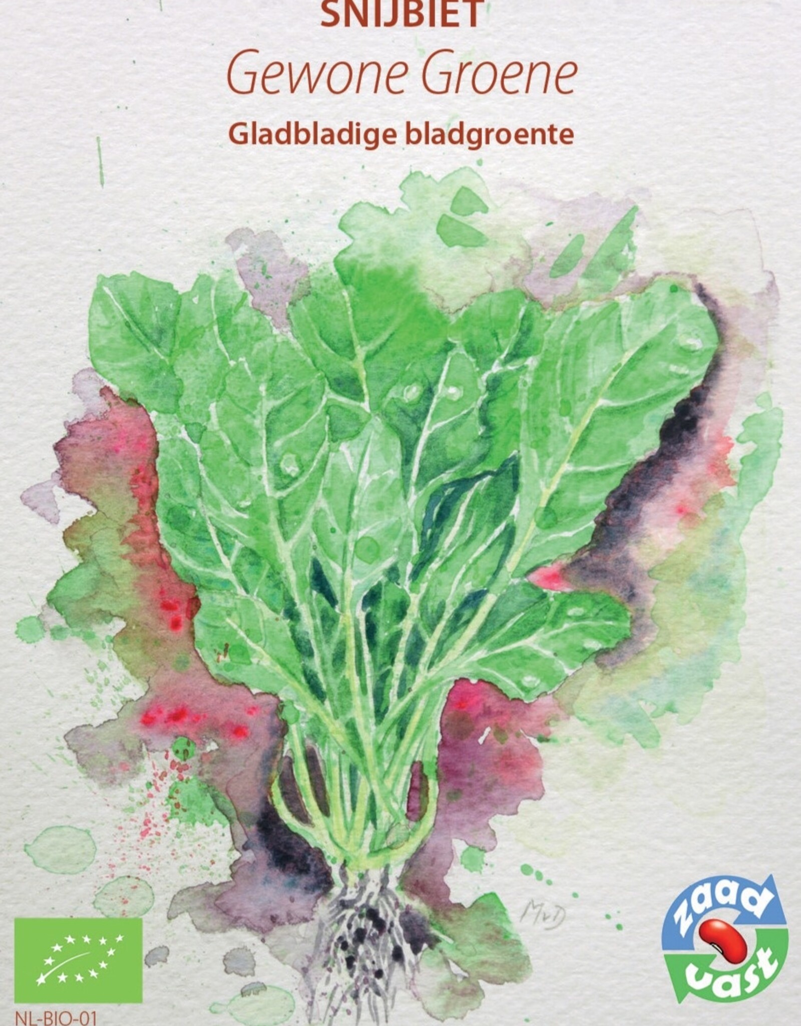 Snijbiet Gewone Groene snijbiet