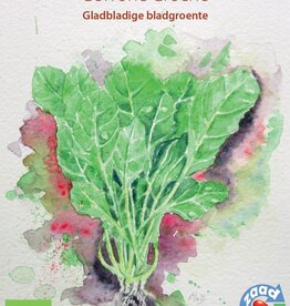 Snijbiet Gewone Groene (Snijbiet)