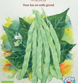 Boon Musica (Stoksnijboon)