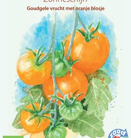 Tomaat Zonneschijn