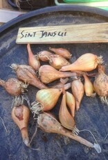Ui Sint Jans ui