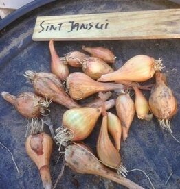 Ui Sint Jans ui