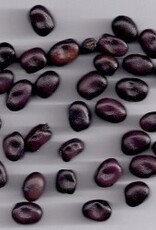 tuinboon Odijkse Duivenboon