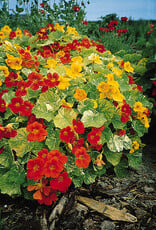 Bloem Oostindische Kers