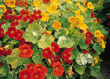 Bloemen