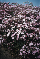 Bloem Saponaria vaccaria ‘Pink Beauty'