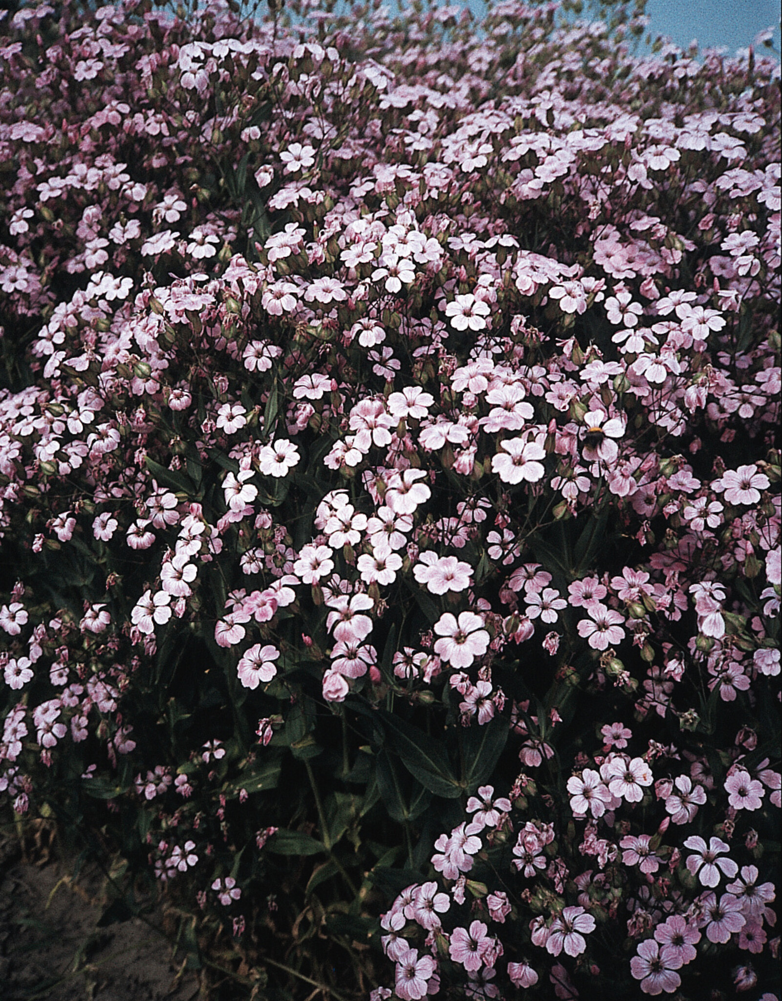 Bloem Saponaria vaccaria ‘Pink Beauty'