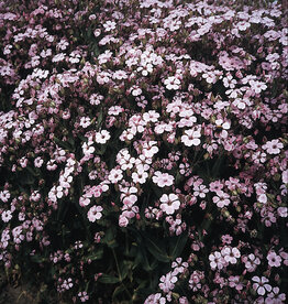 Bloem Zeepkruid