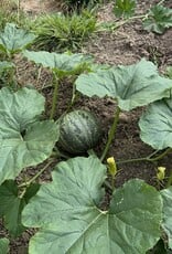Courgette Pepo