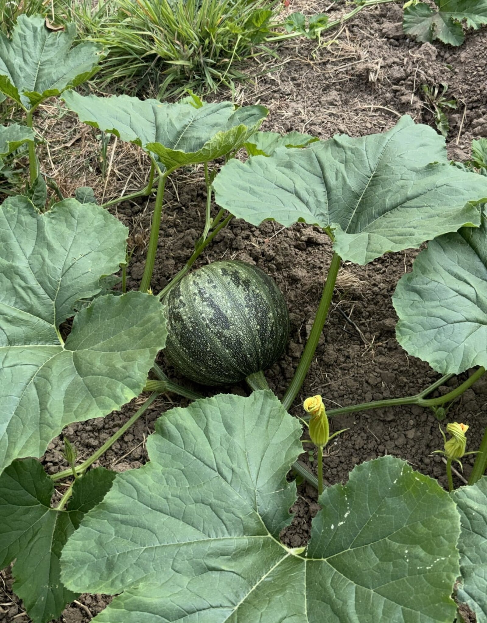 Courgette Pepo