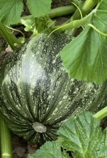 Courgette Pepo