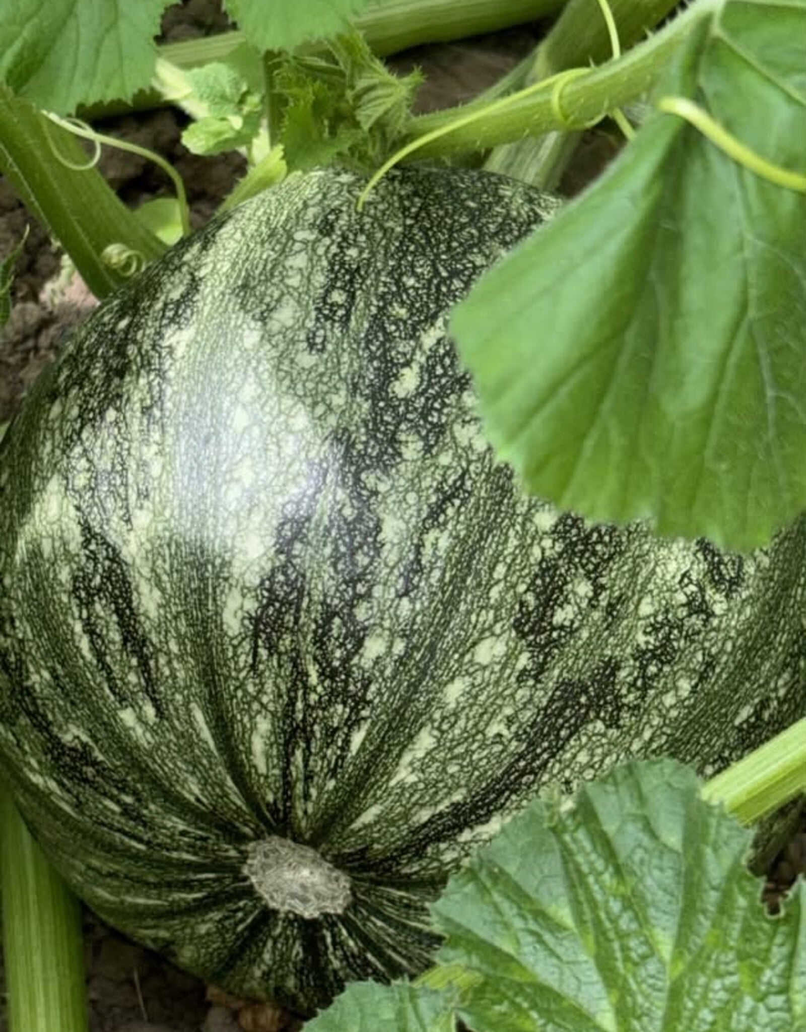 Courgette Pepo