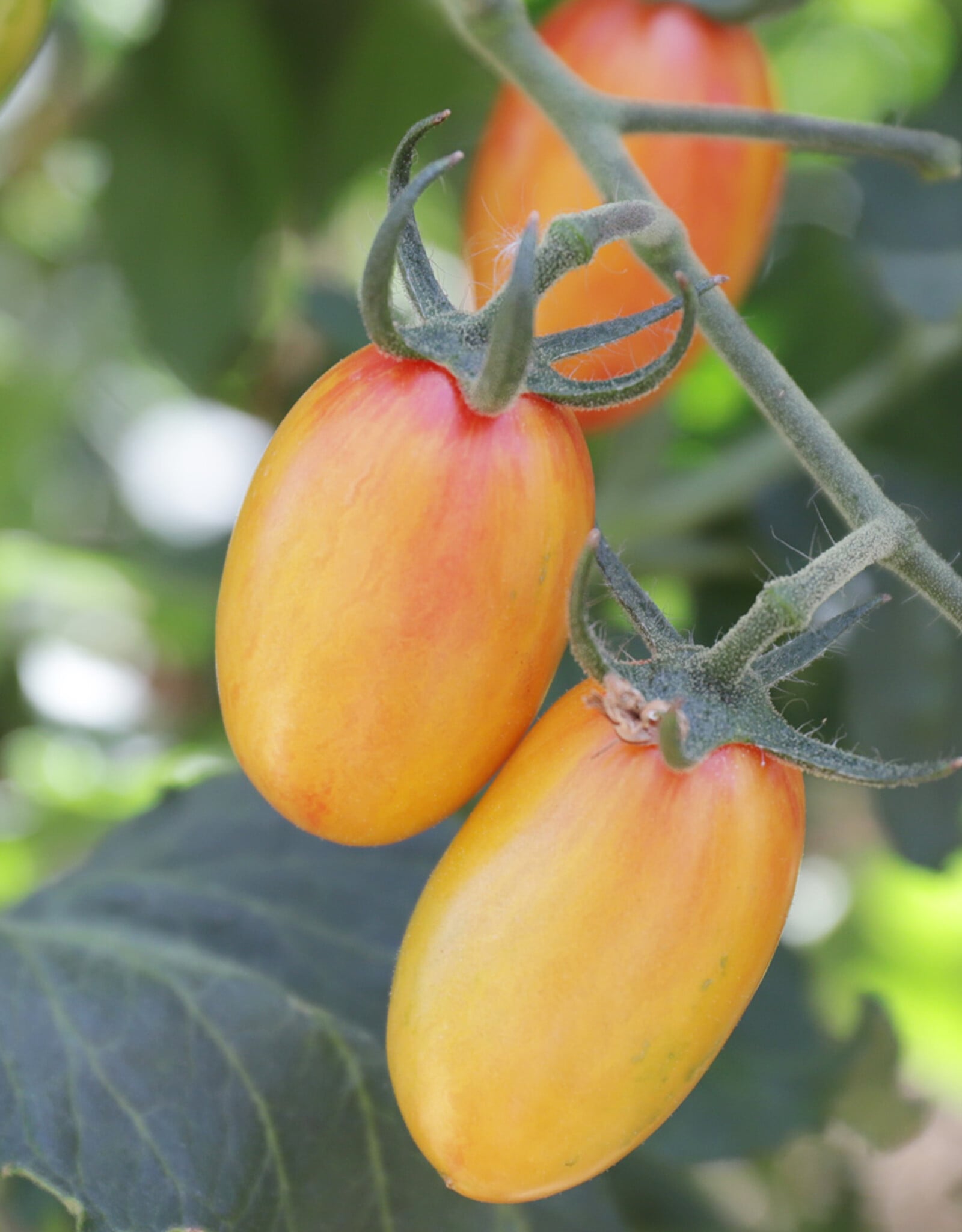 Tomaat Tiger Mix