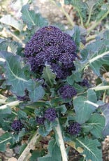 Broccoli Paarse broccoli