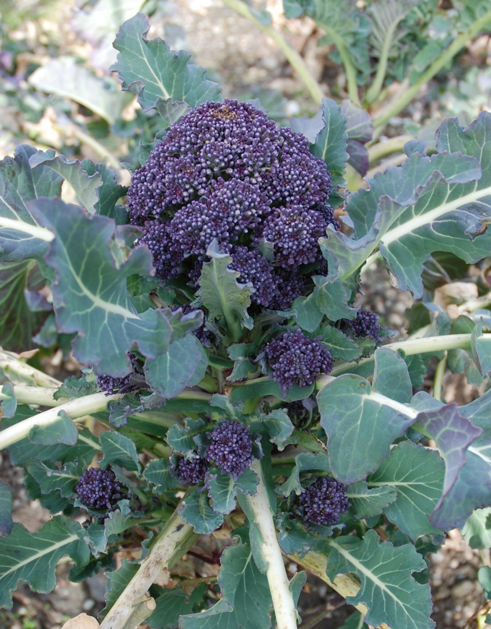 Broccoli Paarse broccoli