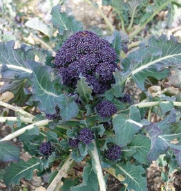 Broccoli Paarse broccoli