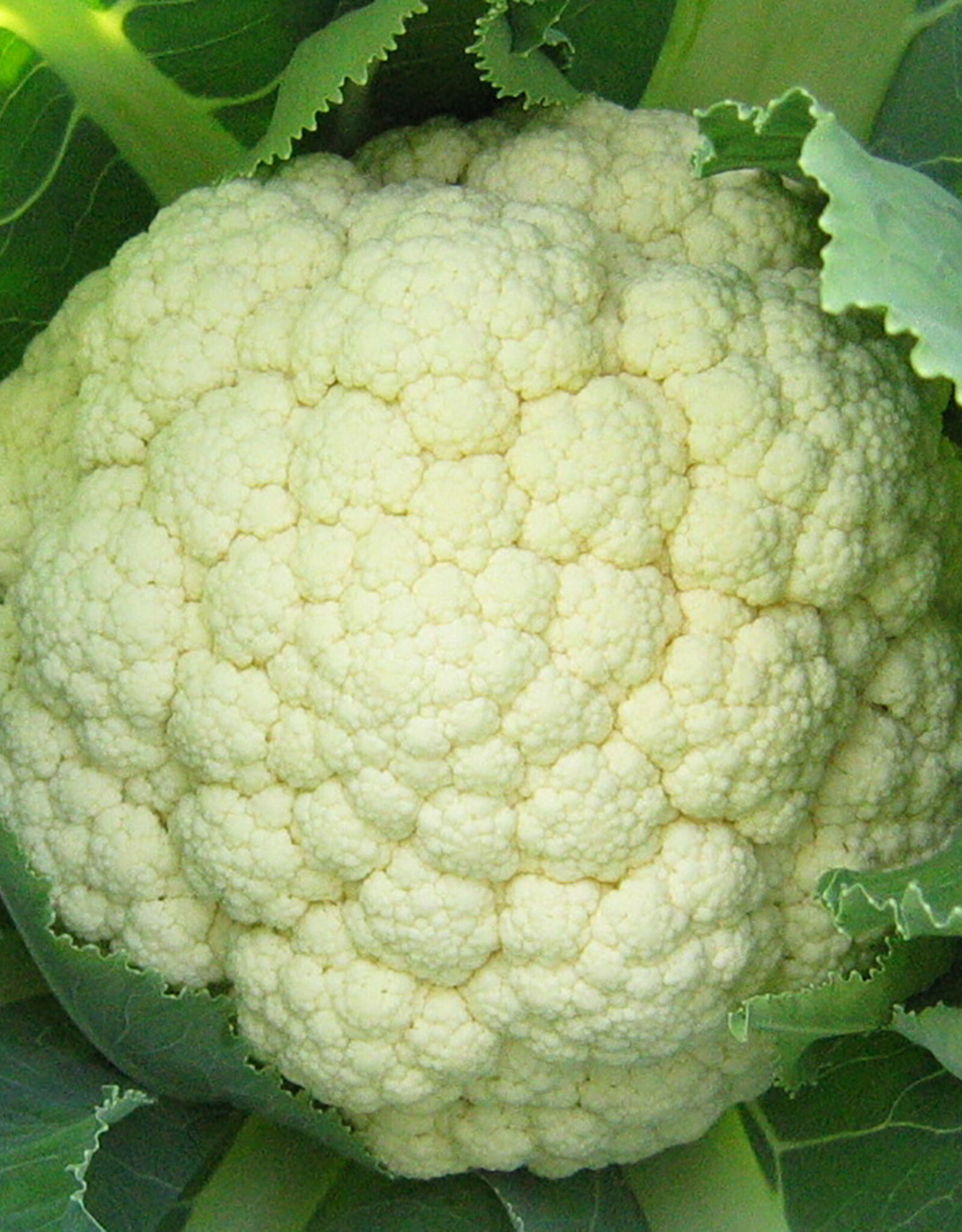 Bloemkool Goodman