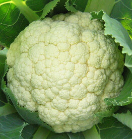 Bloemkool Goodman