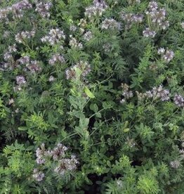 Groenbemester Groenbemestersmix Lauenauer