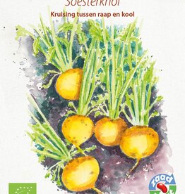 Meiraap Soesterknol