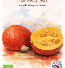 Pompoen De Dikke van Zutphen