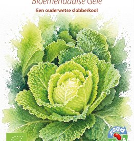 Savooiekool Bloemendaalse Gele
