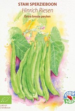 Boon Hinrichs Riesen (stamboon)