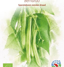Boon Bernardo (Stokslaboon / sperzieboon)