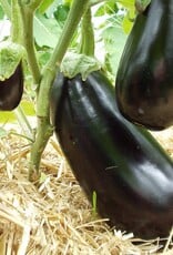 Aubergine Meronda