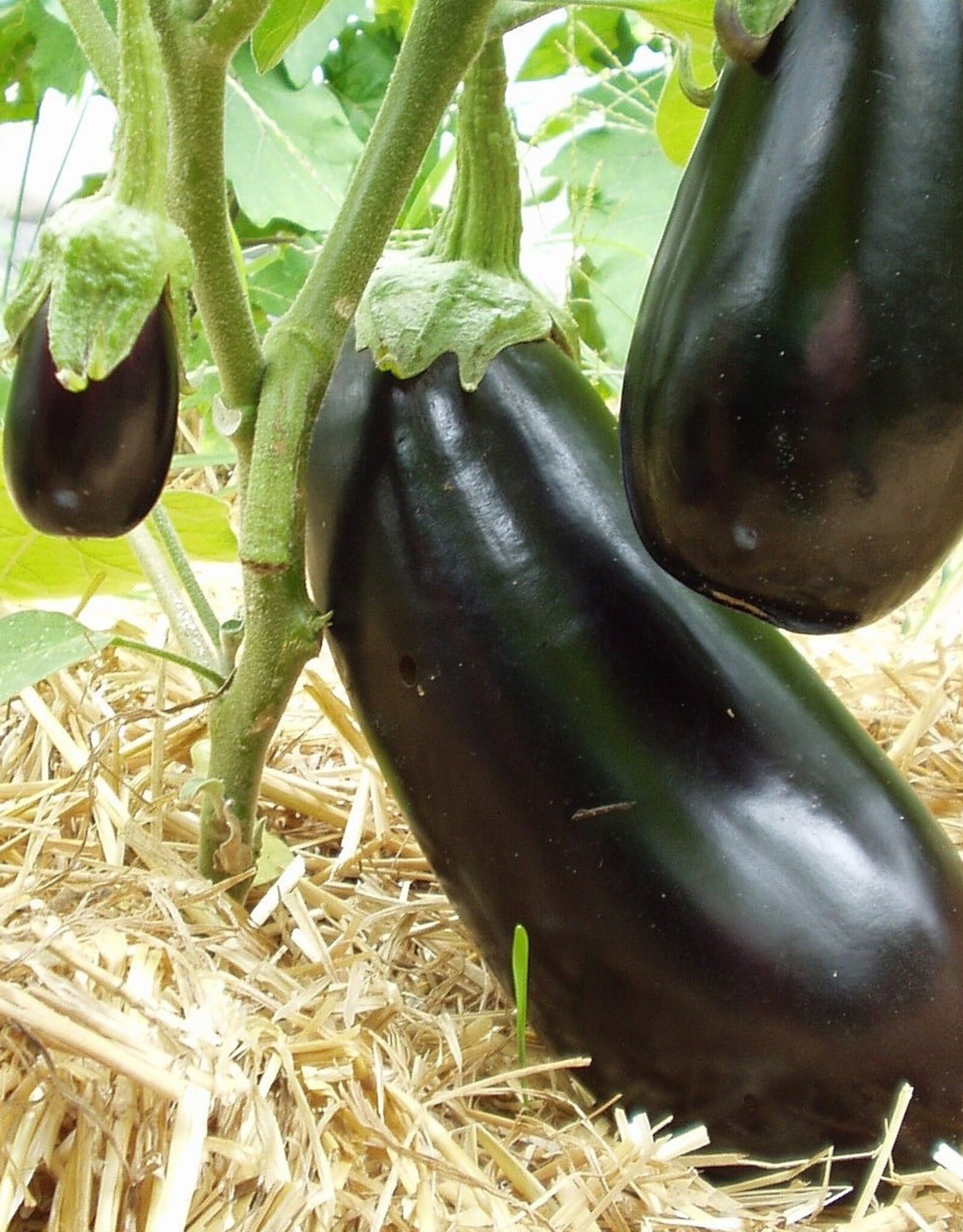 Aubergine Meronda