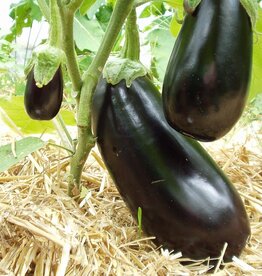 Aubergine Meronda