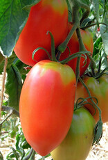 Tomaat Amish - Pasta tomaat